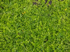 Lysimachia nummularia