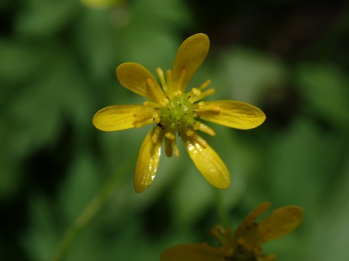 Ranunculus alismifolius var. montanus