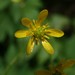 Ranunculus alismifolius montanus - Photo (c) Sue Janssen, some rights reserved (CC BY-NC), uploaded by Sue Janssen