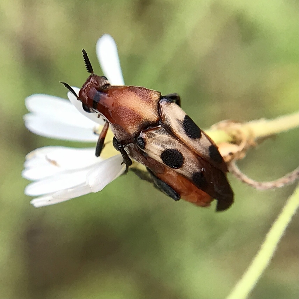 Macrosiagon octomaculata