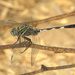 Orthetrum sabina sabina - Photo (c) Moayed Salim Bahajjaj, alguns direitos reservados (CC BY-NC-SA)