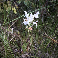Platanthera blephariglottis blephariglottis
