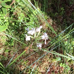 Platanthera blephariglottis blephariglottis