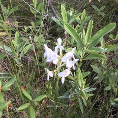 Platanthera blephariglottis blephariglottis