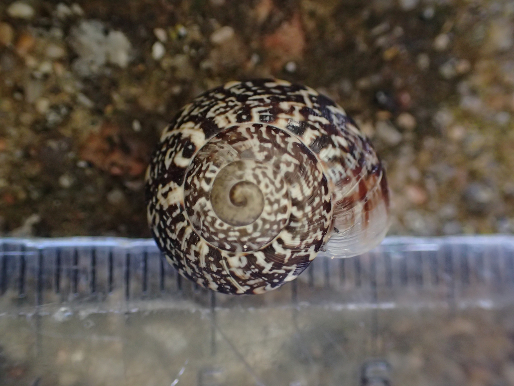 Marmorana serpentina