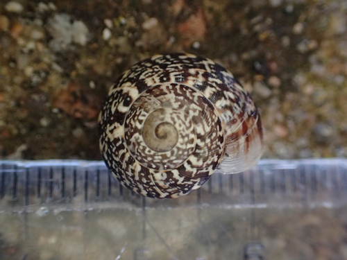 Marbrée serpentine