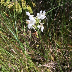 Platanthera blephariglottis blephariglottis