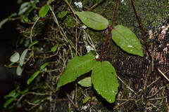 Hydrangea serratifolia