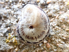 Marmorana serpentina