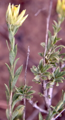 Chrysothamnus depressus