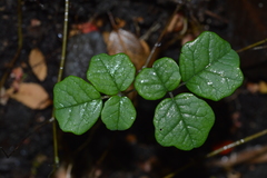 Boquila trifoliolata