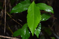 Laureliopsis philippiana