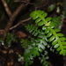 Weinmannia trichosperma - Photo (c) danielaperezorellana, μερικά δικαιώματα διατηρούνται (CC BY-NC-ND)