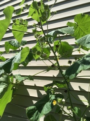 Abutilon theophrasti