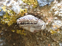 Marmorana serpentina