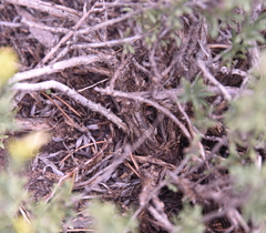 Chrysothamnus depressus