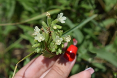 Anchusa ochroleuca