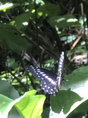 Catasticta flisa flisa