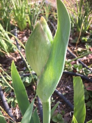 Angiospermae