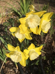 Angiospermae