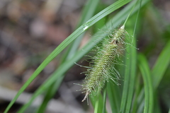 Carex erinacea