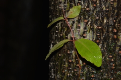 Hydrangea serratifolia