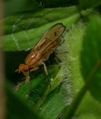 Tetanocera plebeja