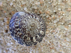 Marmorana serpentina