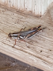 Melanoplus bowditchi