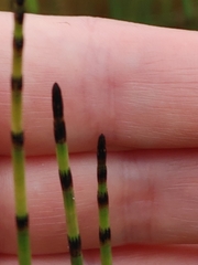 Media resource of Equisetum fluviatile