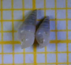 Megastomia conoidea