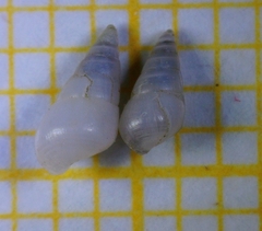 Megastomia conoidea