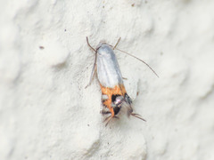 Leucoptera