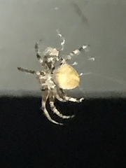 Araneus bicentenarius