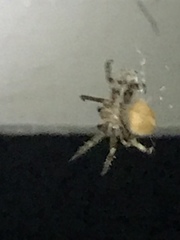 Araneus bicentenarius
