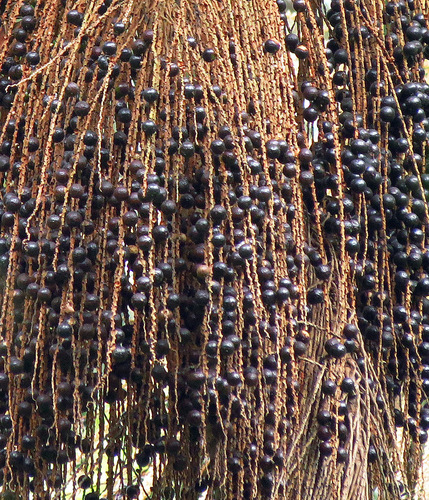 Euterpe edulis Mart.