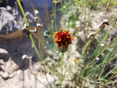 Thelesperma ambiguum