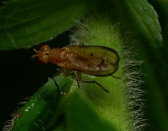 Tetanocera plebeja