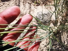 Thelesperma ambiguum