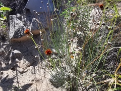 Thelesperma ambiguum