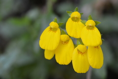 Calceolaria crenatiflora