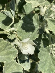Malvella leprosa