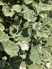 Malvella leprosa