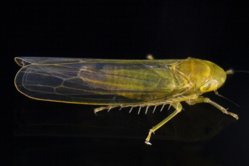 Forcipata calipera