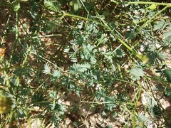 Mimosa monclovensis