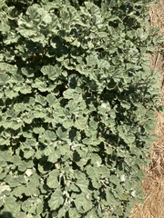 Malvella leprosa