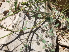 Mimosa monclovensis