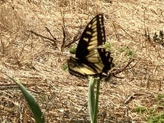 Papilio zelicaon