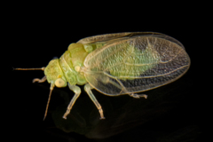 Rhinocola aceris