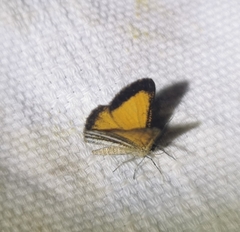 Isturgia limbaria